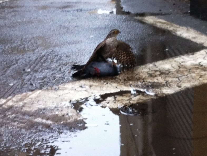 Identificazione rapace?